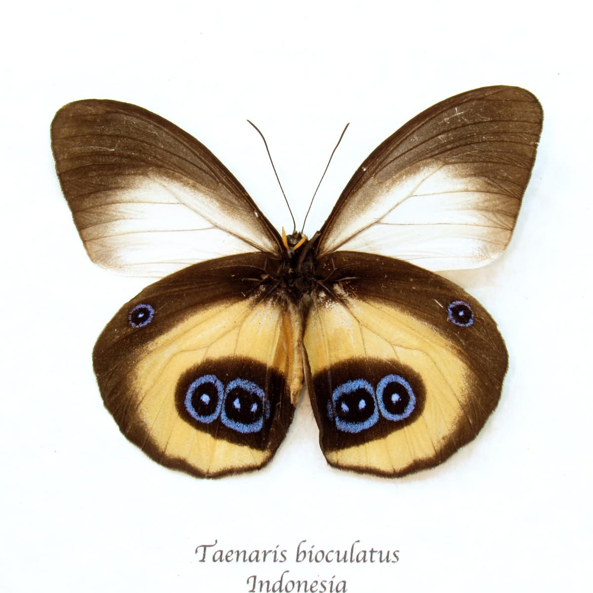 Real Owl butterfly framed taxidermy - Taenaris bioculatus