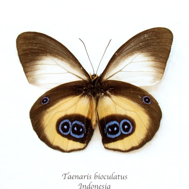 Real Owl butterfly framed taxidermy - Taenaris bioculatus