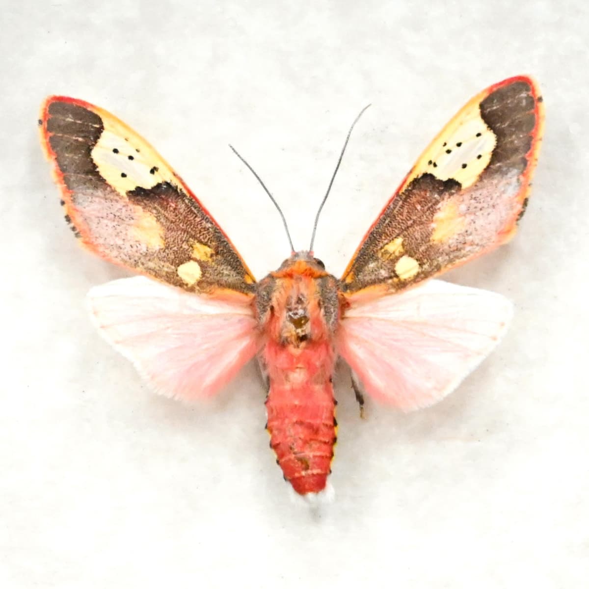 Rare tiny red Noctuid moth framed taxidermy - Bertholdia trigona