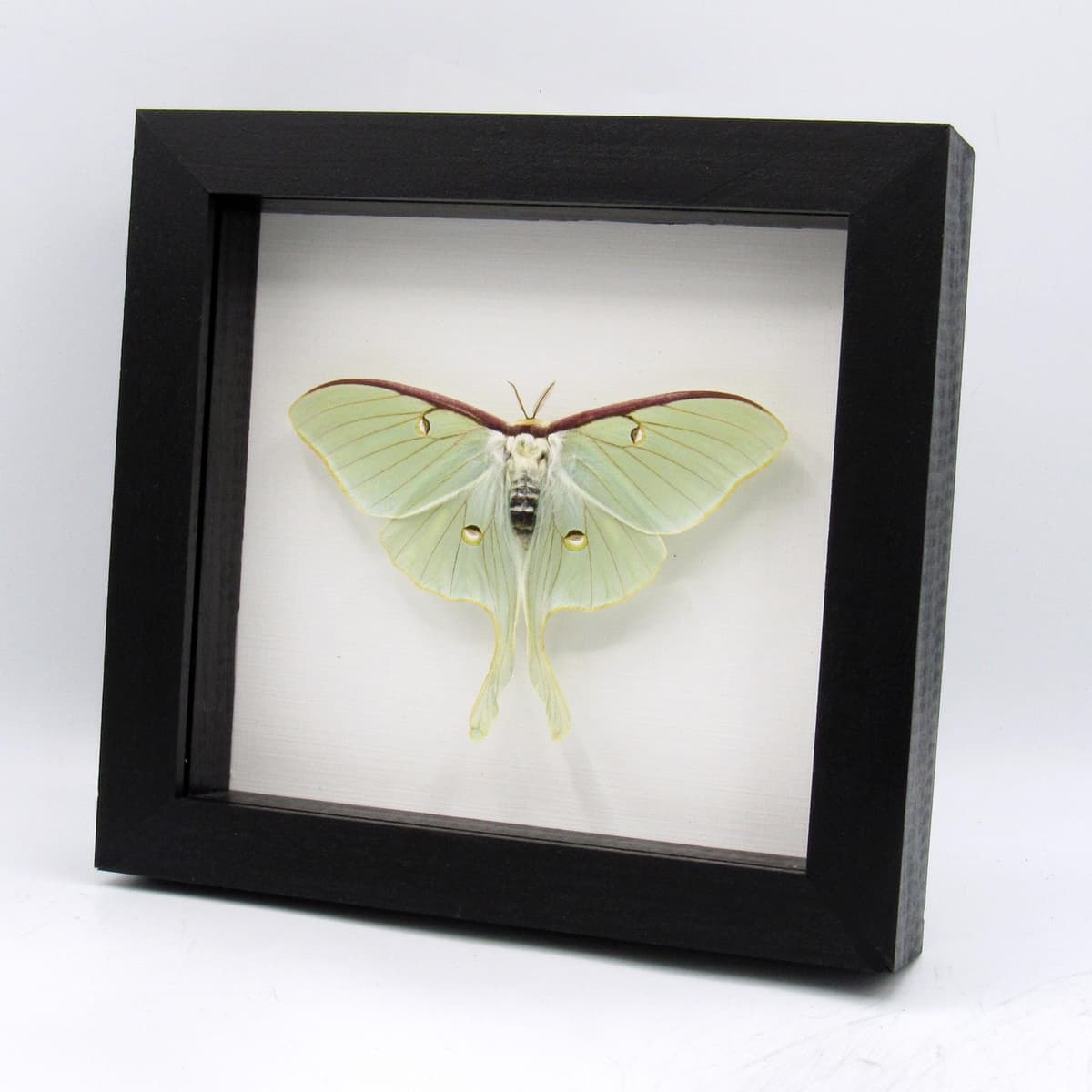 Real large Luna Moon moth framed taxidermy - Actias luna - female - Victorian mount