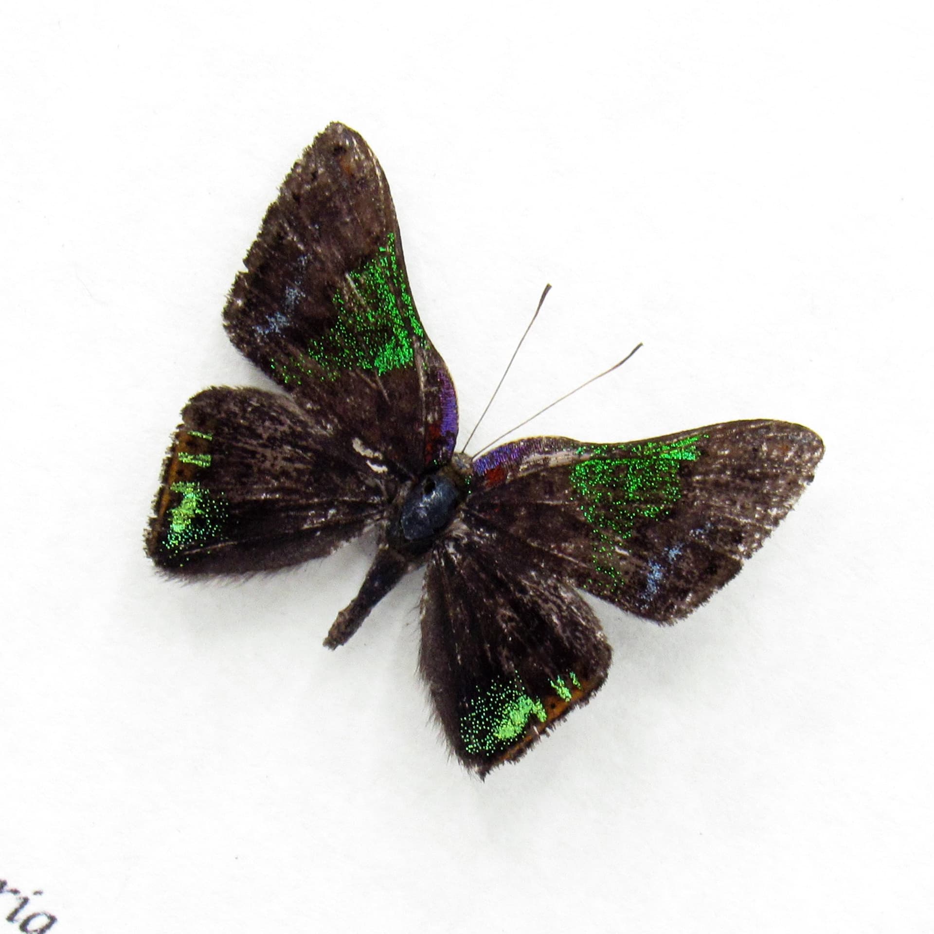 Rare tiny green glitter Metalmark butterfly framed taxidermy - Caria castalia