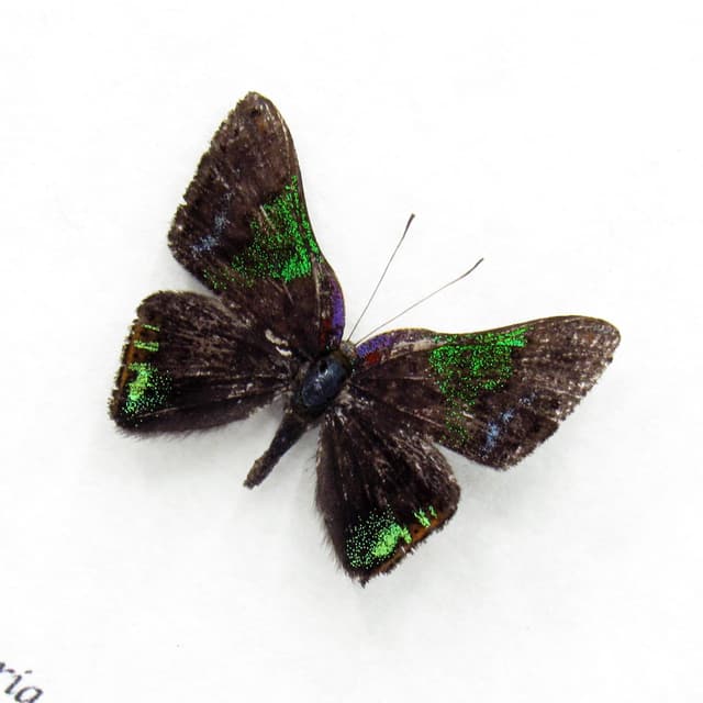 Rare tiny green glitter Metalmark butterfly framed taxidermy - Caria castalia