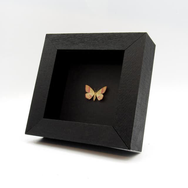 Real tiny pink micromoth framed taxidermy - Rhodostrophia vibicaria