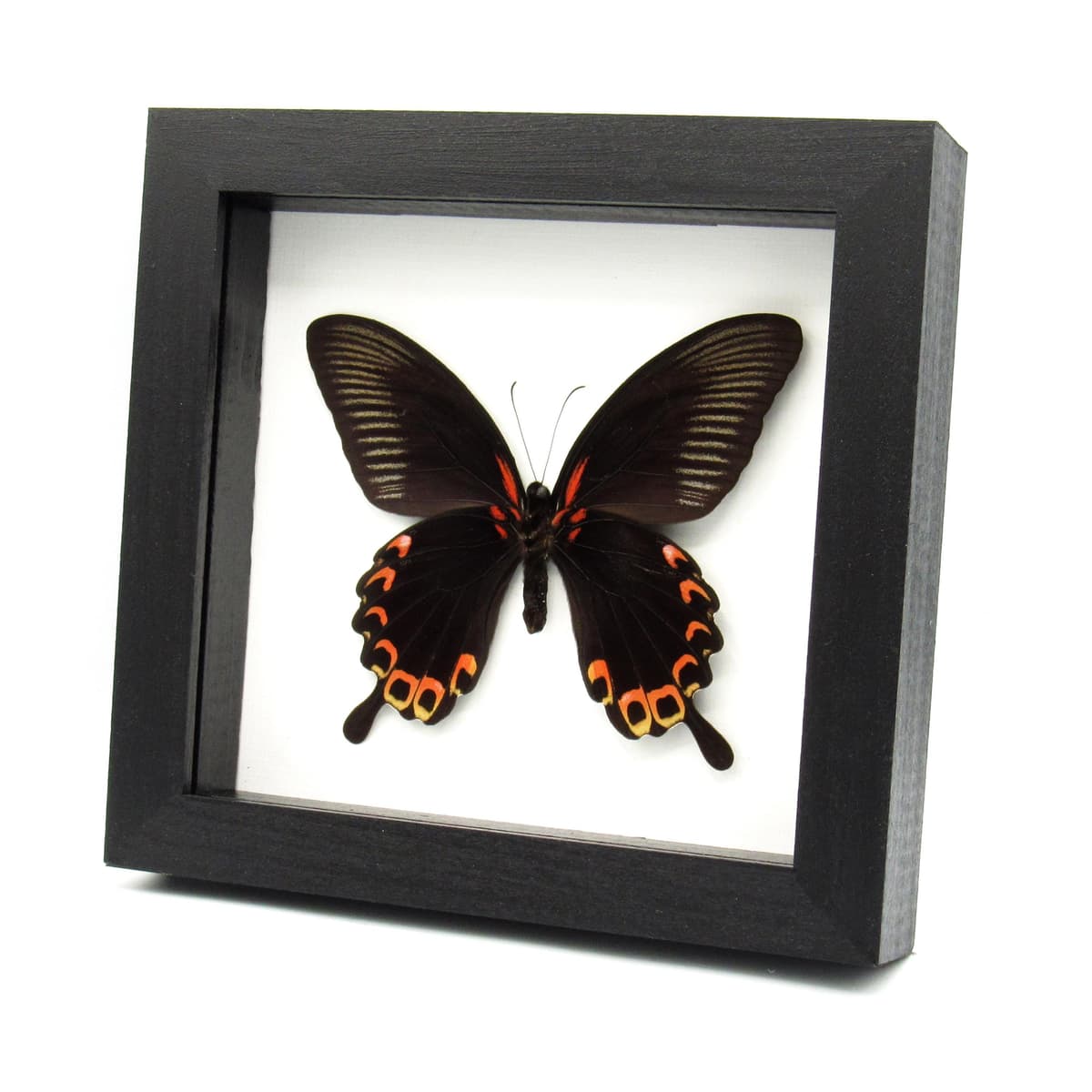 Real Giant Swallowtail butterfly framed taxidermy - Papilio deiphobus