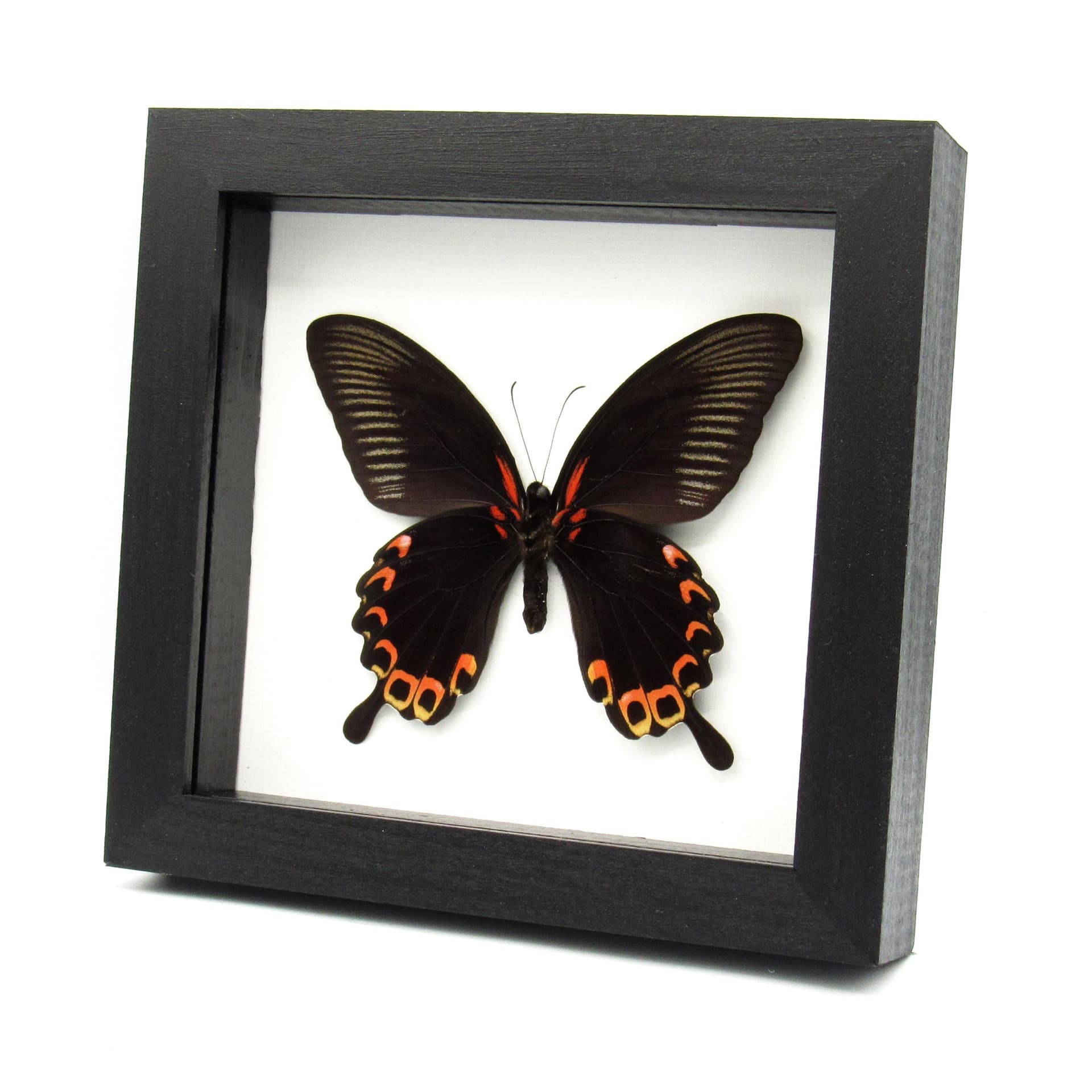 Real Giant Swallowtail butterfly framed taxidermy - Papilio deiphobus