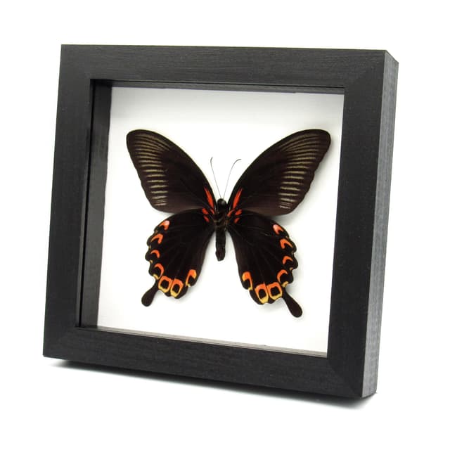 Real Giant Swallowtail butterfly framed taxidermy - Papilio deiphobus