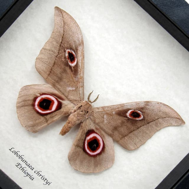 Real Giant Saturn moth framed taxidermy - Lobobunaea phaedusa christyi