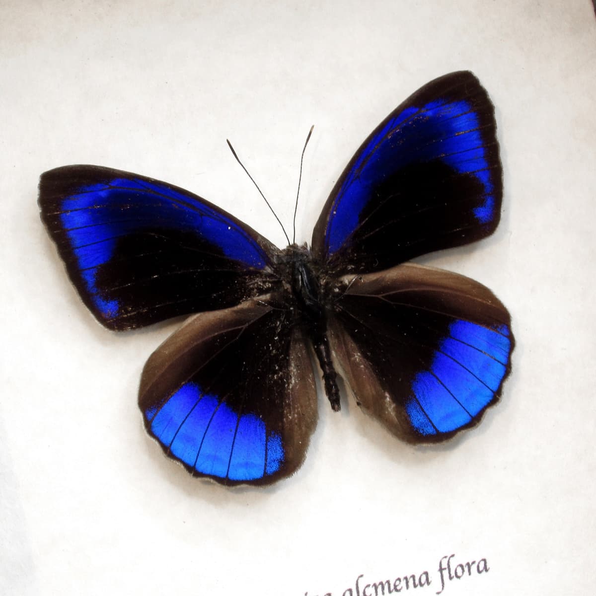 Real metallic blue butterfly framed taxidermy - Eunica acmena flora