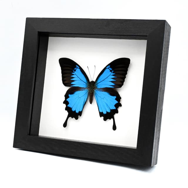 Real Blue Ulysses Swallowtail butterfly framed taxidermy - Papilio ulysses