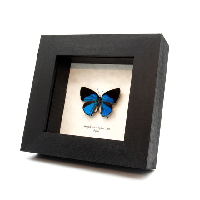Real blue metallic Hairstreak butterfly framed taxidermy - Strephonota cyllarissus