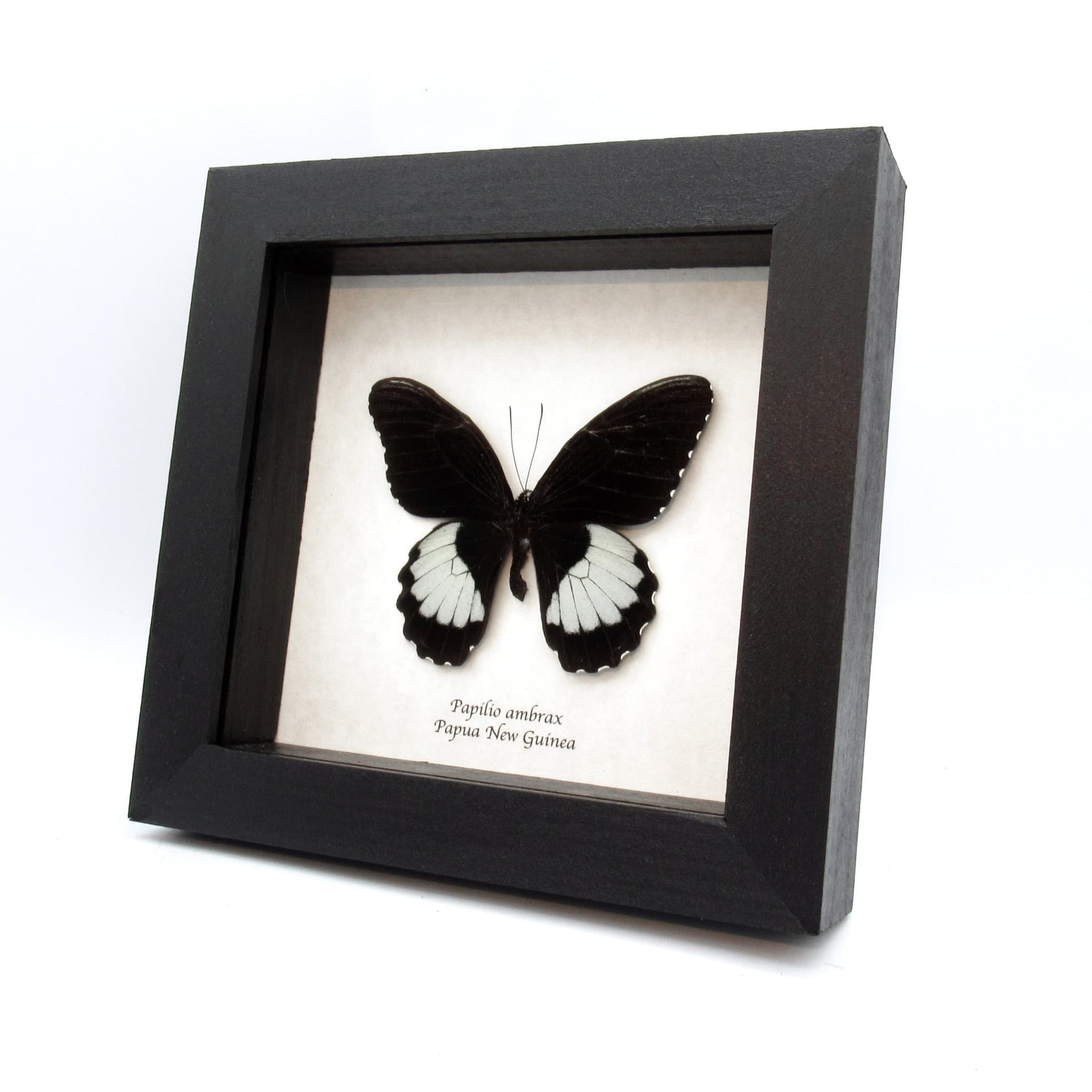 Real framed taxidermy butterfly - Papilio ambrax