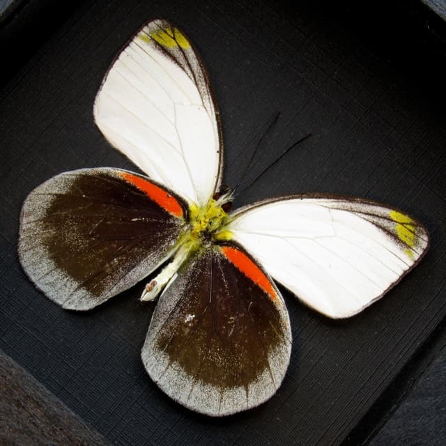 Rare Delias butterfly framed taxidermy - Delias dohertyi knowlei
