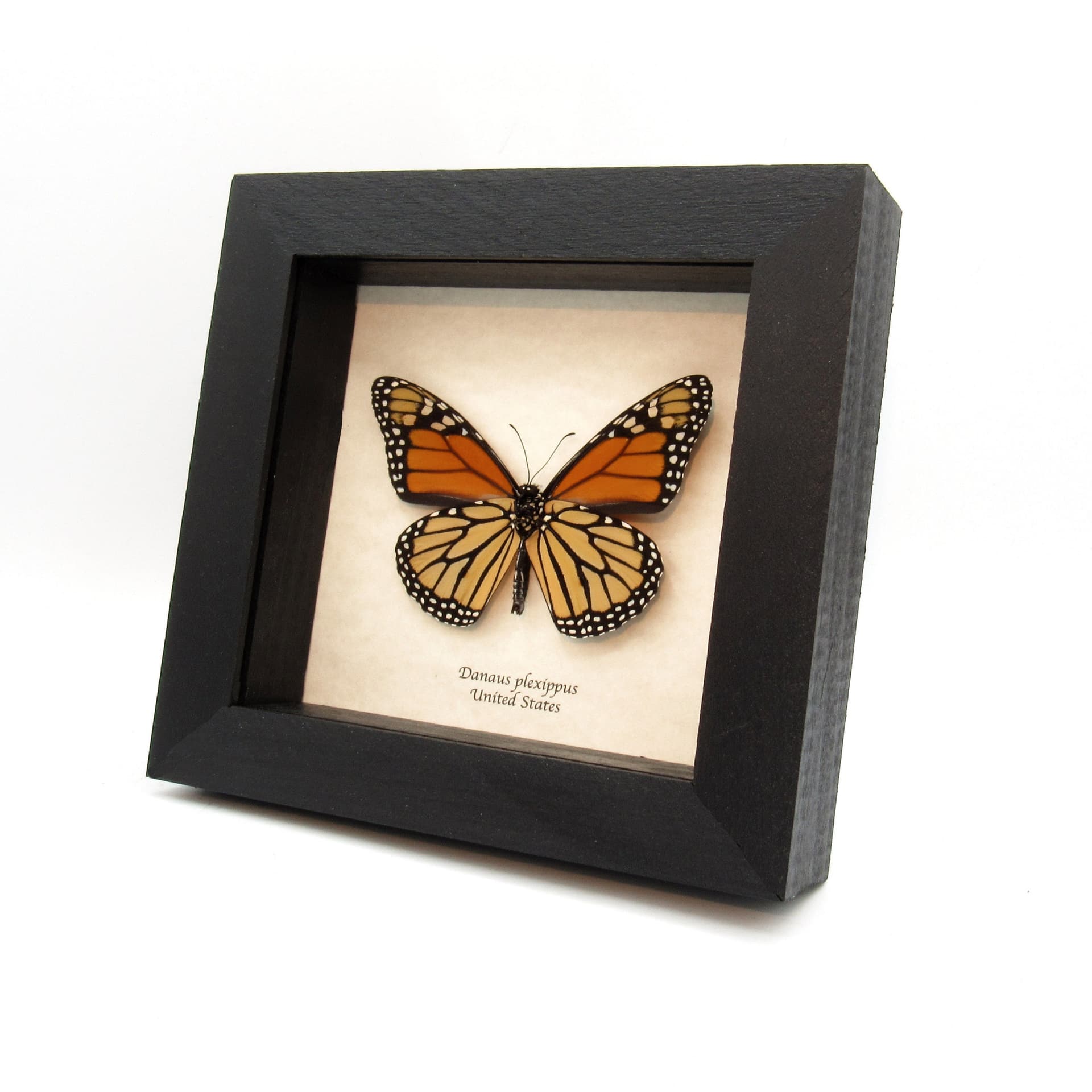 Real large Monarch framed butterfly taxidermy - Danaus plexippus