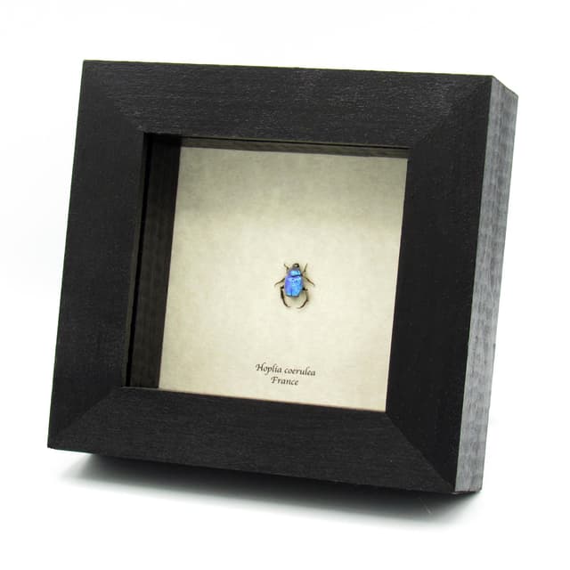 Real tiny blue Scarab beetle framed taxidermy - Hoplia coerulea