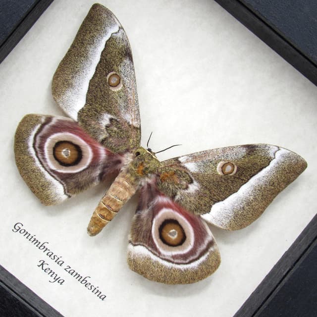 Real Saturn moth framed taxidermy - Gonimbrasia zambesina - female