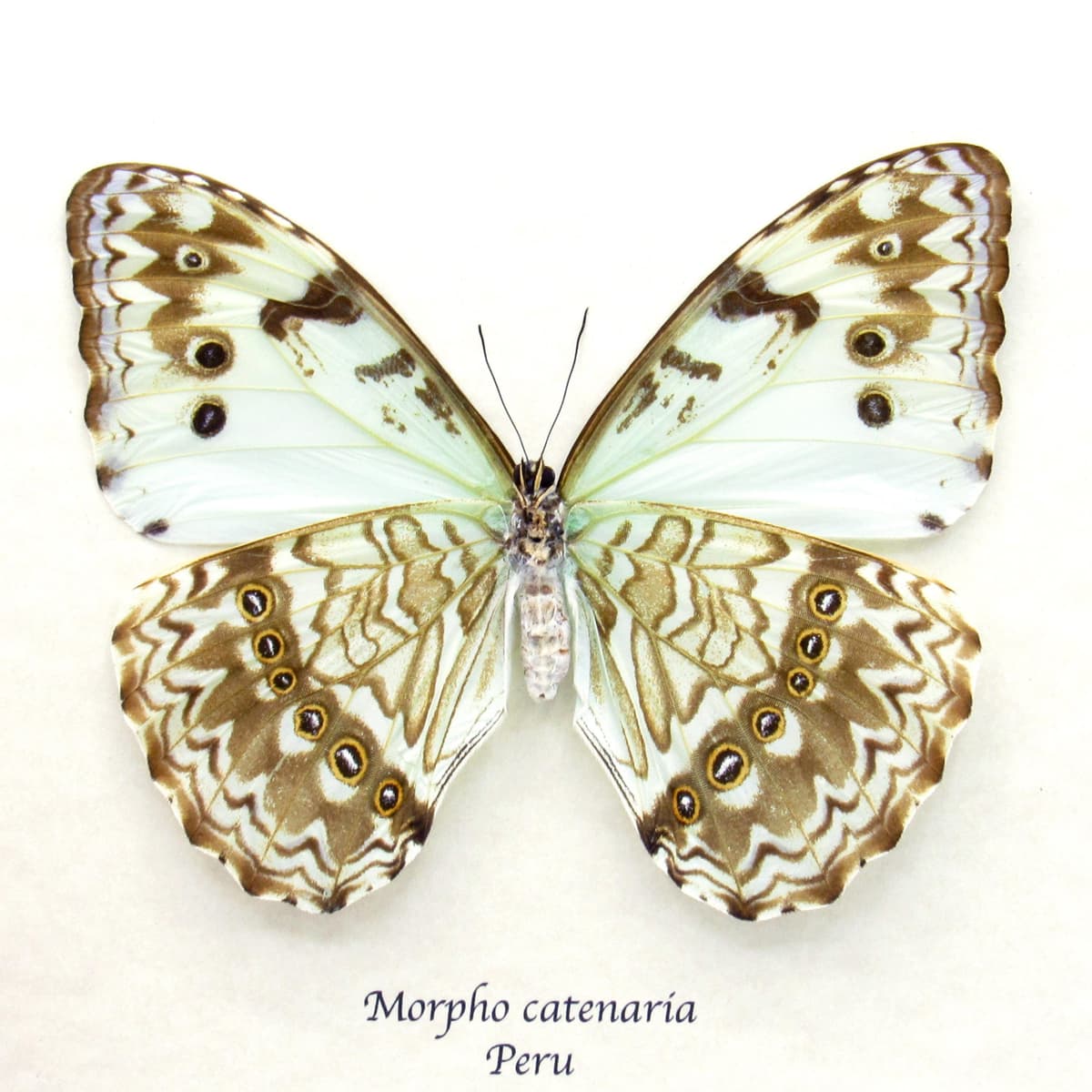 Rare XL pale green opalescent Mint Morpho butterfly framed taxidermy - Morpho catenaria - dark form female