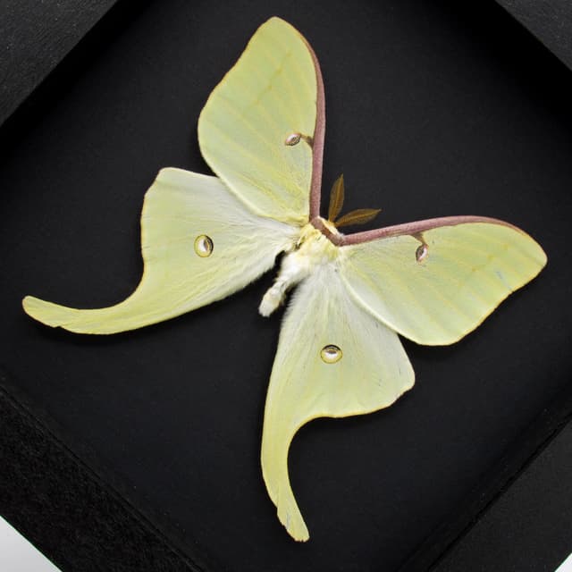 Real large Luna Moon moth framed taxidermy - Actias luna