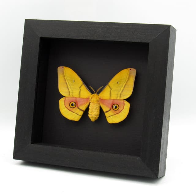 Rare yellow Mexican Silk moth framed taxidermy - Copaxa mannana - female