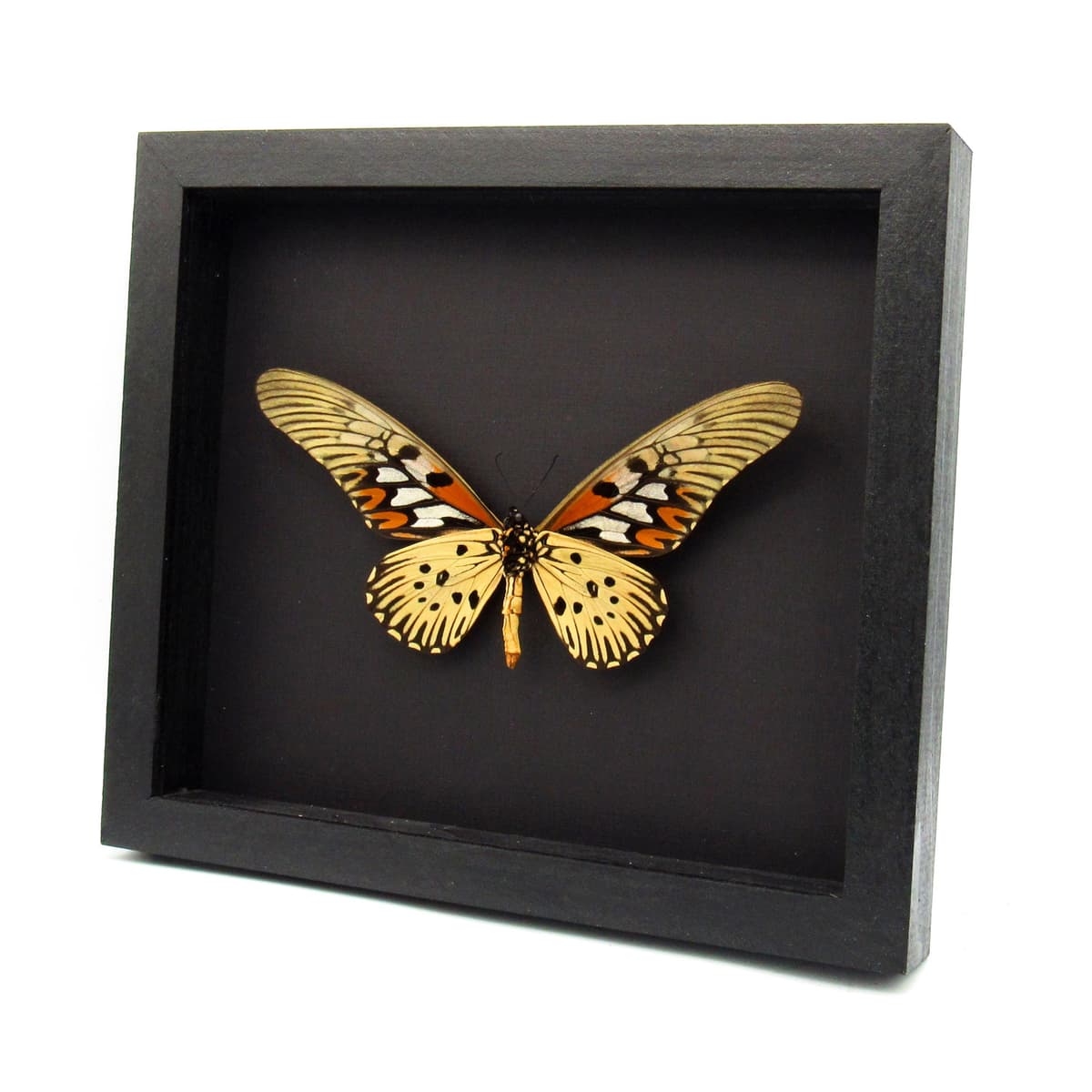 Real GIANT Swallowtail framed taxidermy - Papilio antimachus