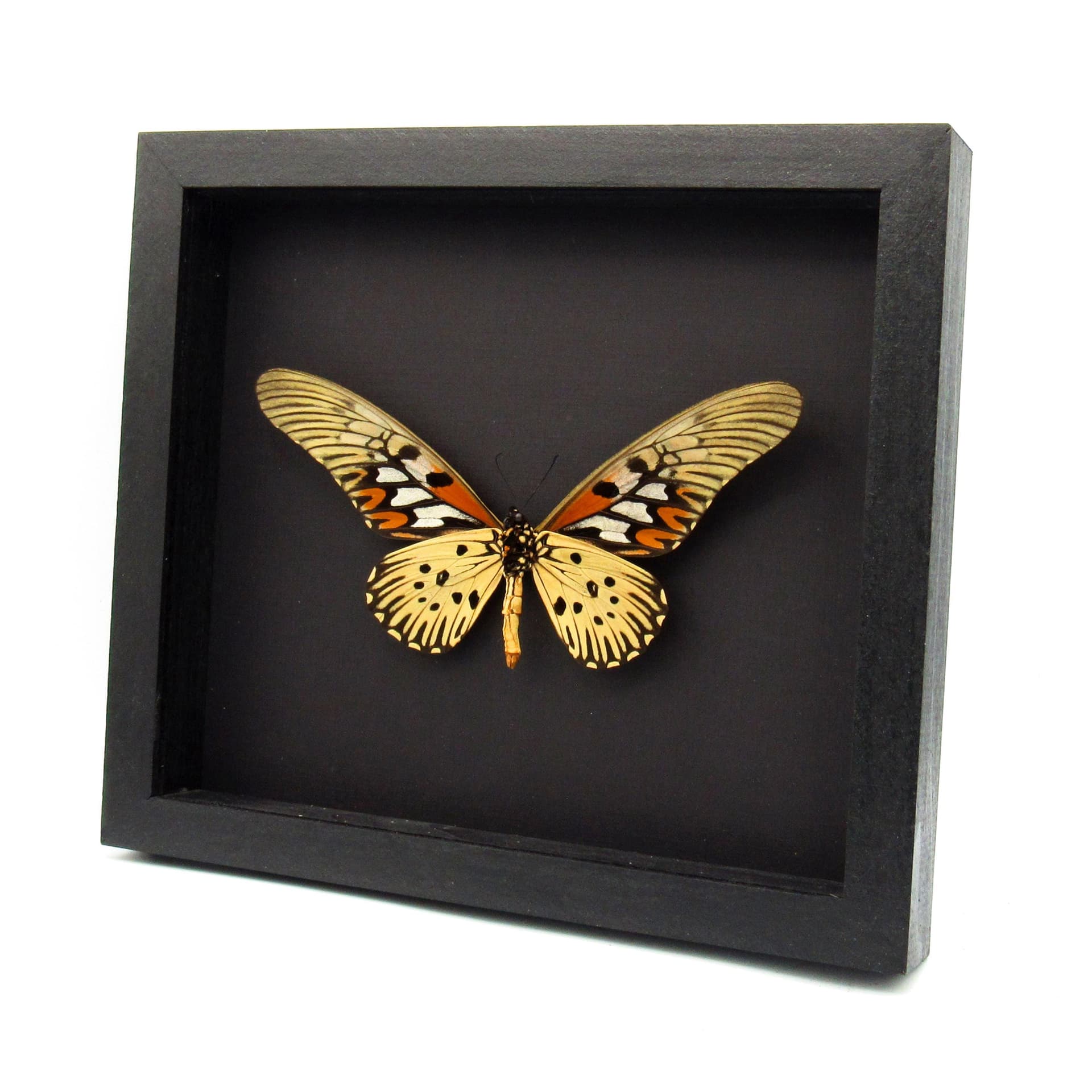 Real GIANT Swallowtail framed taxidermy - Papilio antimachus
