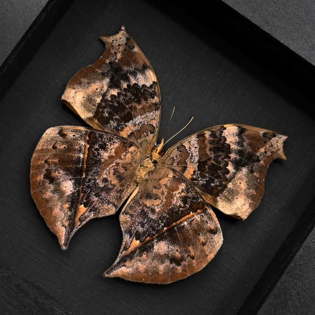 Real bark mimic butterfly framed taxidermy - Salamis cacta