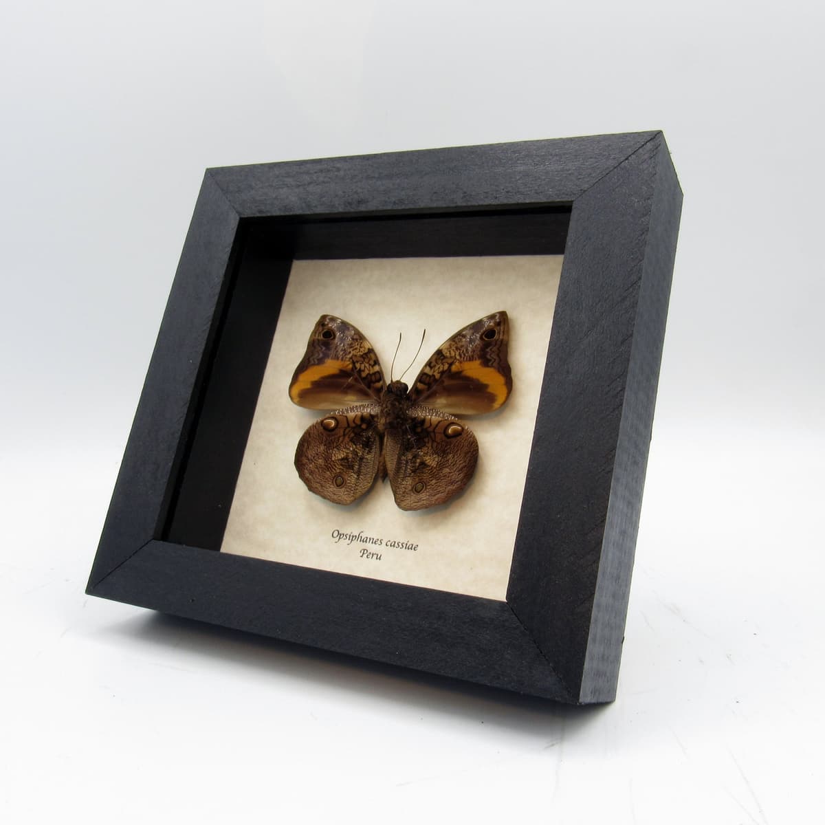 Real Owlet butterfly framed taxidermy - Opsiphanes cassiae
