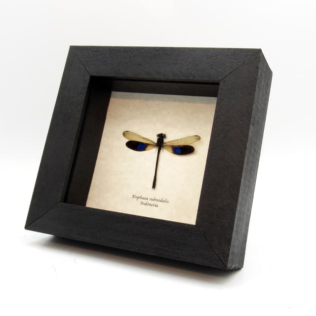 Real Blue Gossamer-winged Dragonfly framed taxidermy - Euphaea subnodalis