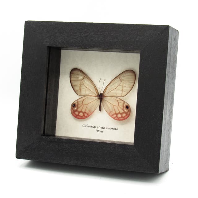 Real pink Blushing Phantom butterfly framed taxidermy - Cithaerias pireta aurorina - female