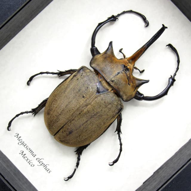 Real XXL Elephant Rhinoceros beetle framed taxidermy - Megasoma elephas