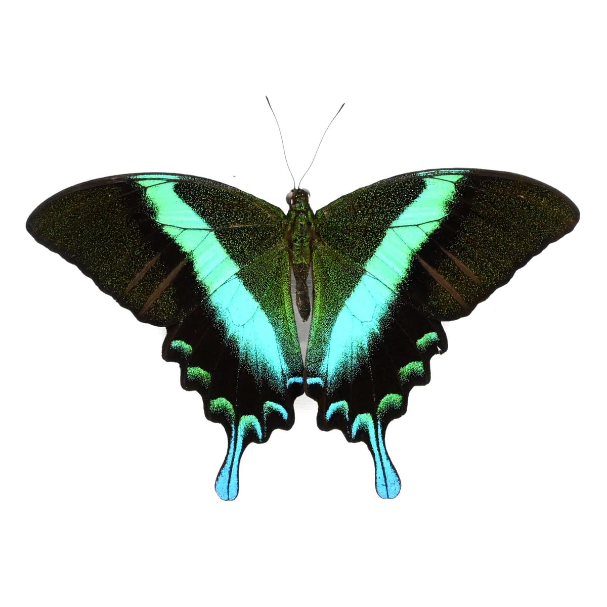 Real Peacock Swallowtail butterfly framed taxidermy - Papilio blumei - Victorian mount