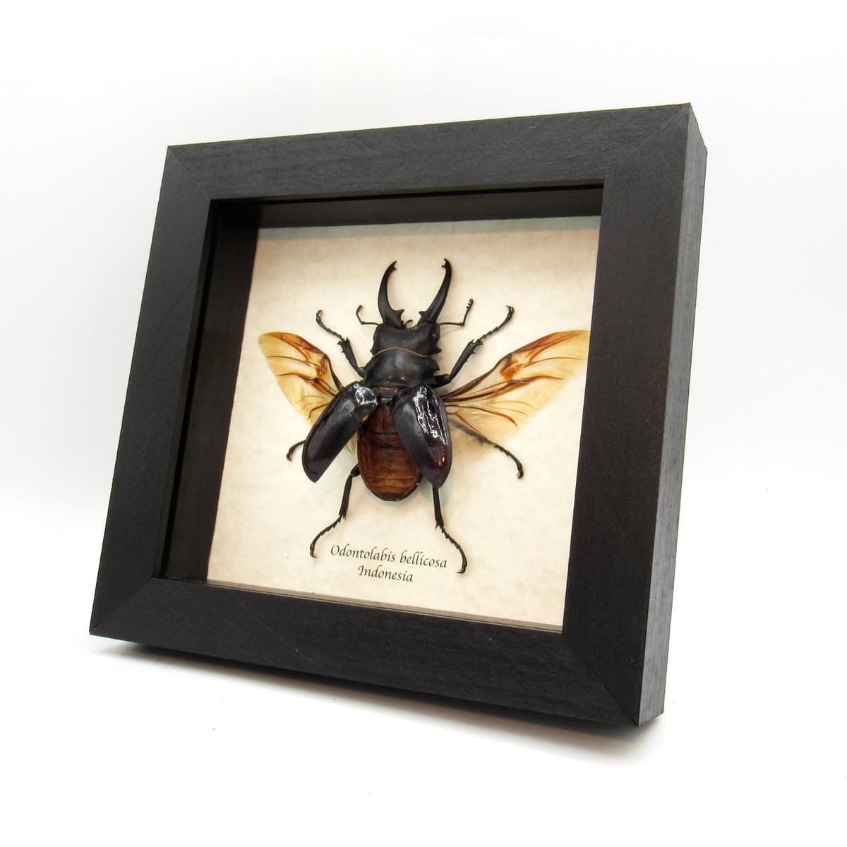 Real Giant Stag beetle framed taxidermy - Odontolabis bellicosa