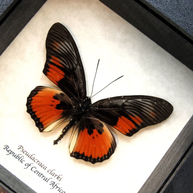 Real red butterfly framed taxidermy - Pseudacraea clarki