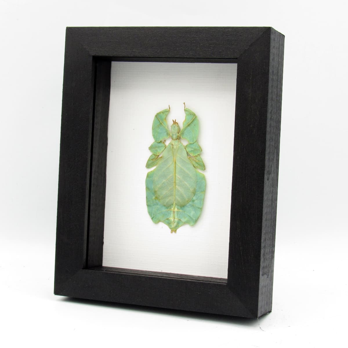 Real Walking Leaf insect framed taxidermy - Phyllium pulchrifolium - female
