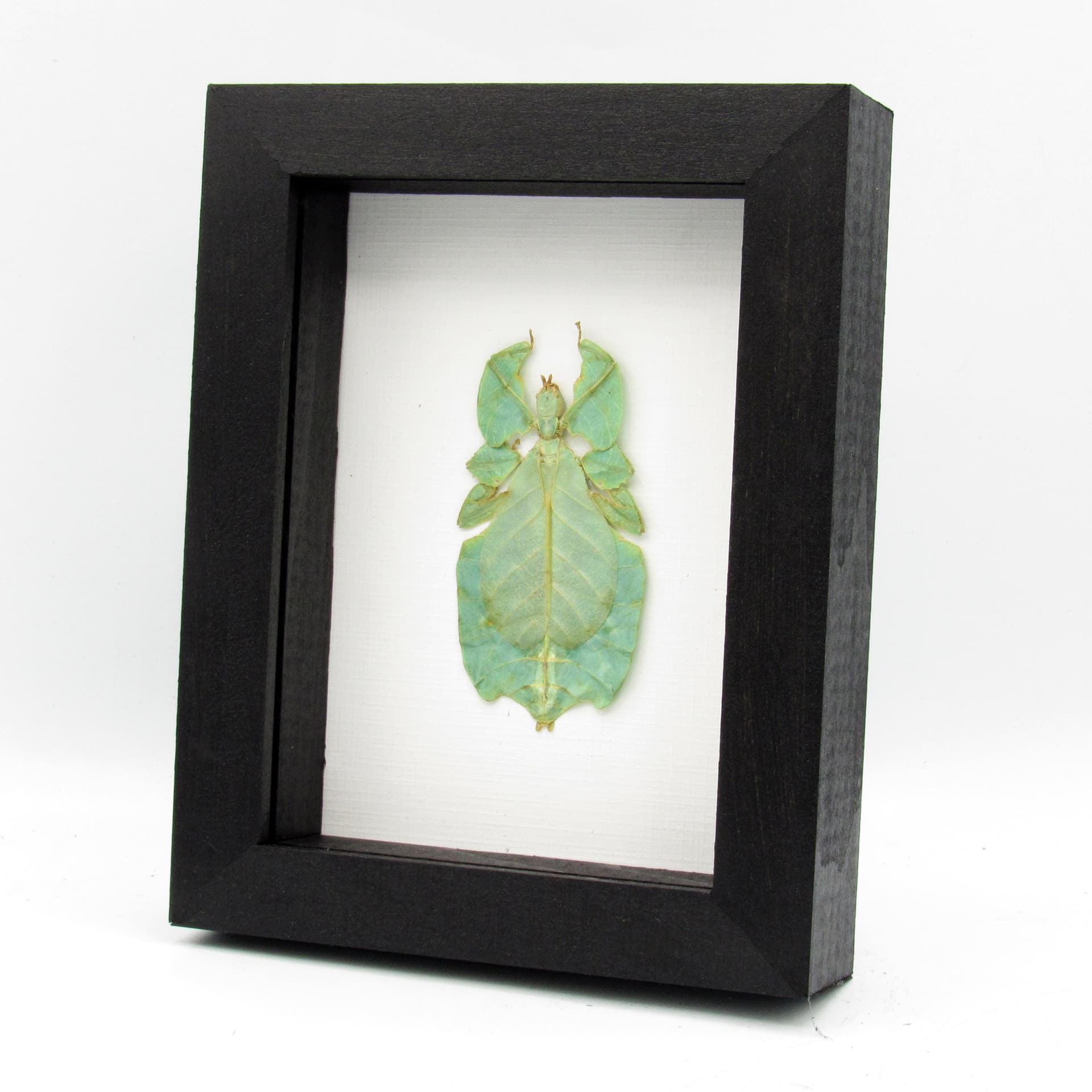 Real Walking Leaf insect framed taxidermy - Phyllium pulchrifolium - female