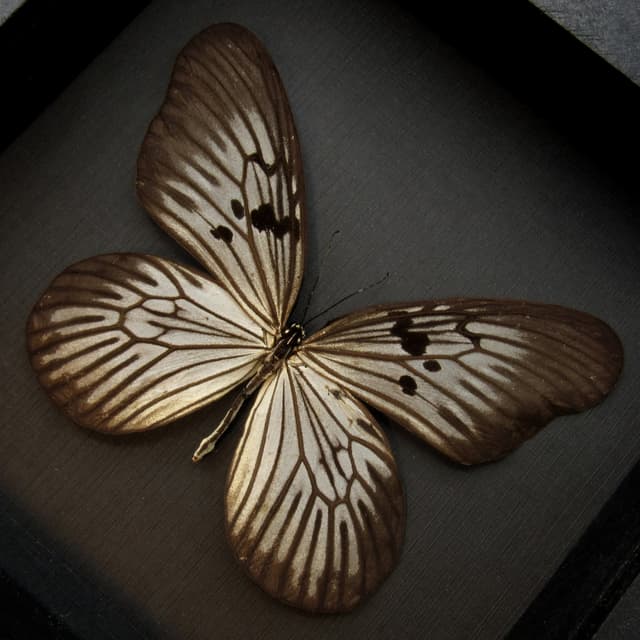 Real butterfly framed taxidermy - Idea blanchardi kuhni