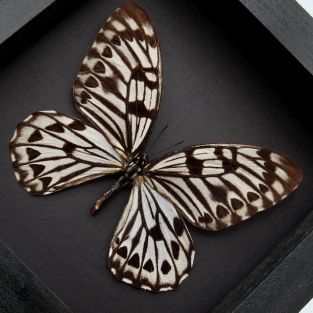 Very rare giant Graphium butterfly specimen - Graphium idaeoides