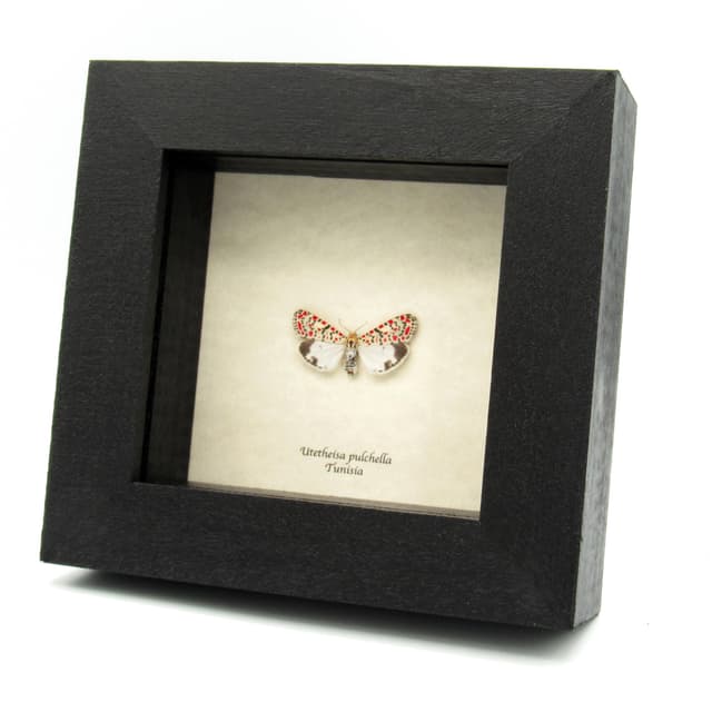Real Crimson-speckled Flunkey moth framed taxidermy - Utetheisa pulchella