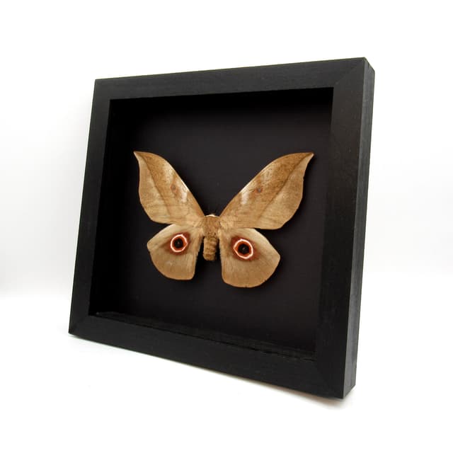 Rare Giant Emperor moth framed taxidermy - Lobobunaea phaedusa - female - 6.3 inch wingspan