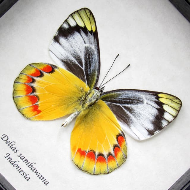 Real yellow Delias butterfly framed taxidermy - Delias sambawana