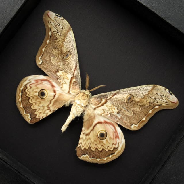 Rare Saturn moth framed taxidermy - Caligula thibeta