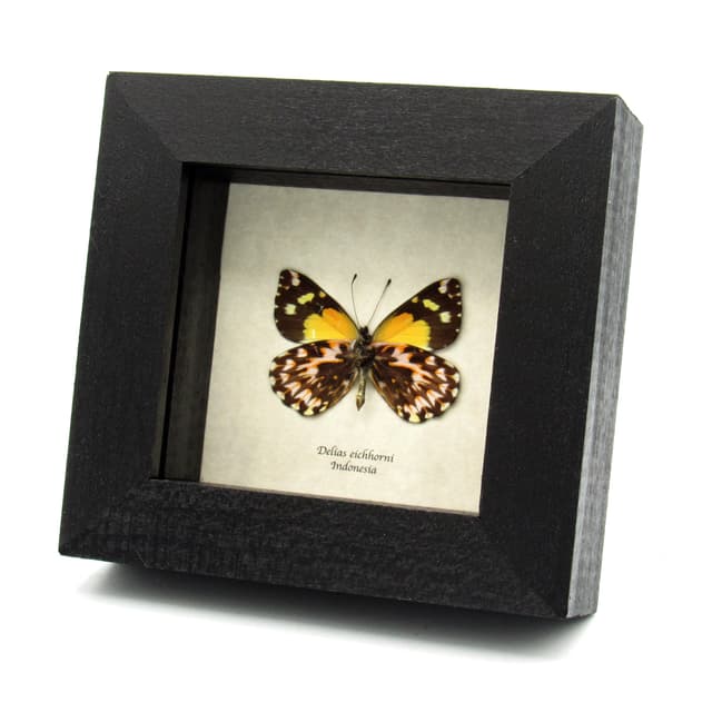 Rare Delias butterfly framed taxidermy - Delias eichhorni