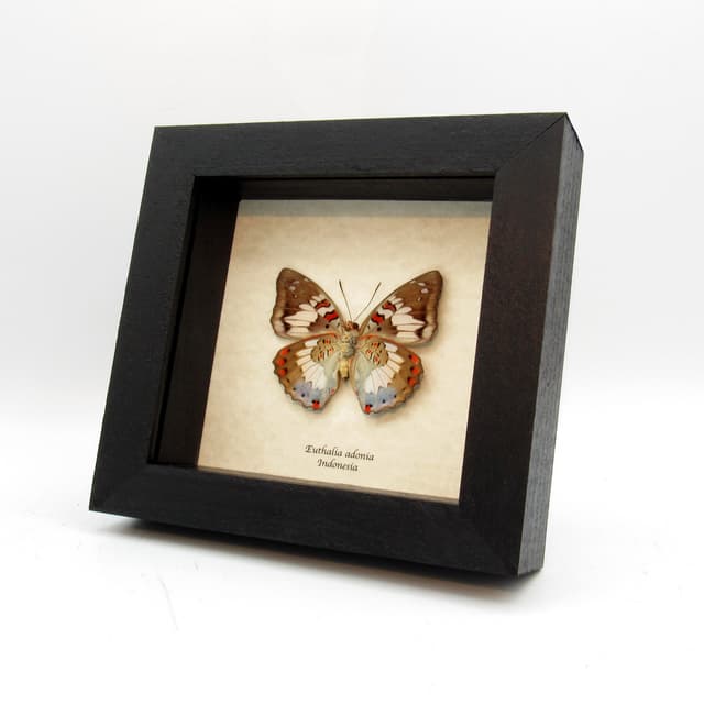 Real red butterfly framed taxidermy - Euthalia adonia - female