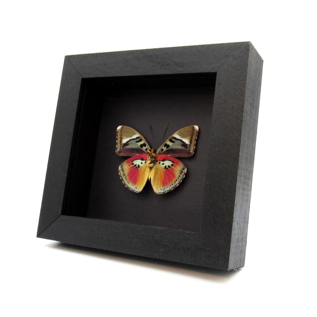 Real fuchsia butterfly framed taxidermy - Euphaedra xypete