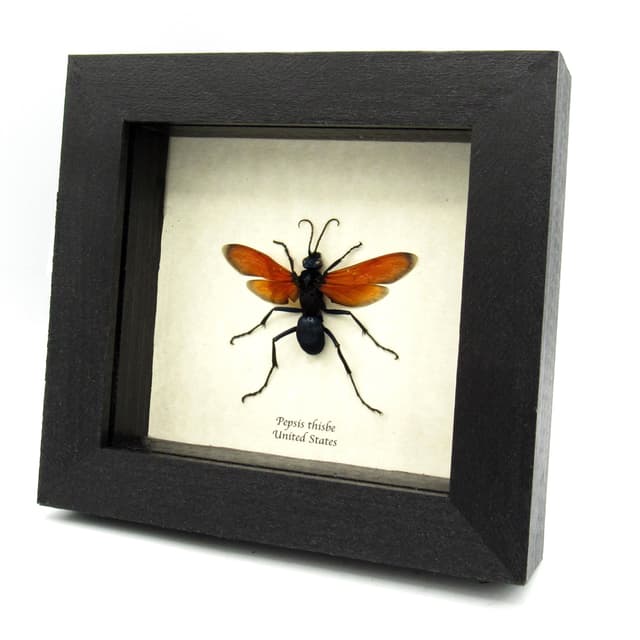 Real Tarantula Hawk Wasp framed taxidermy - Pepsis thisbe - large