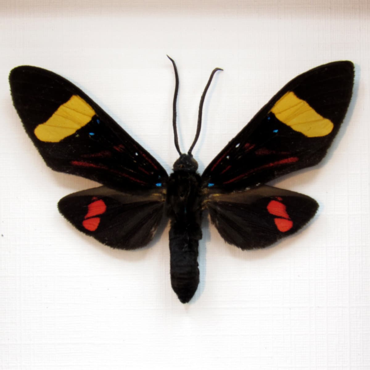 Real Arctiid moth framed taxidermy - Euchromia species