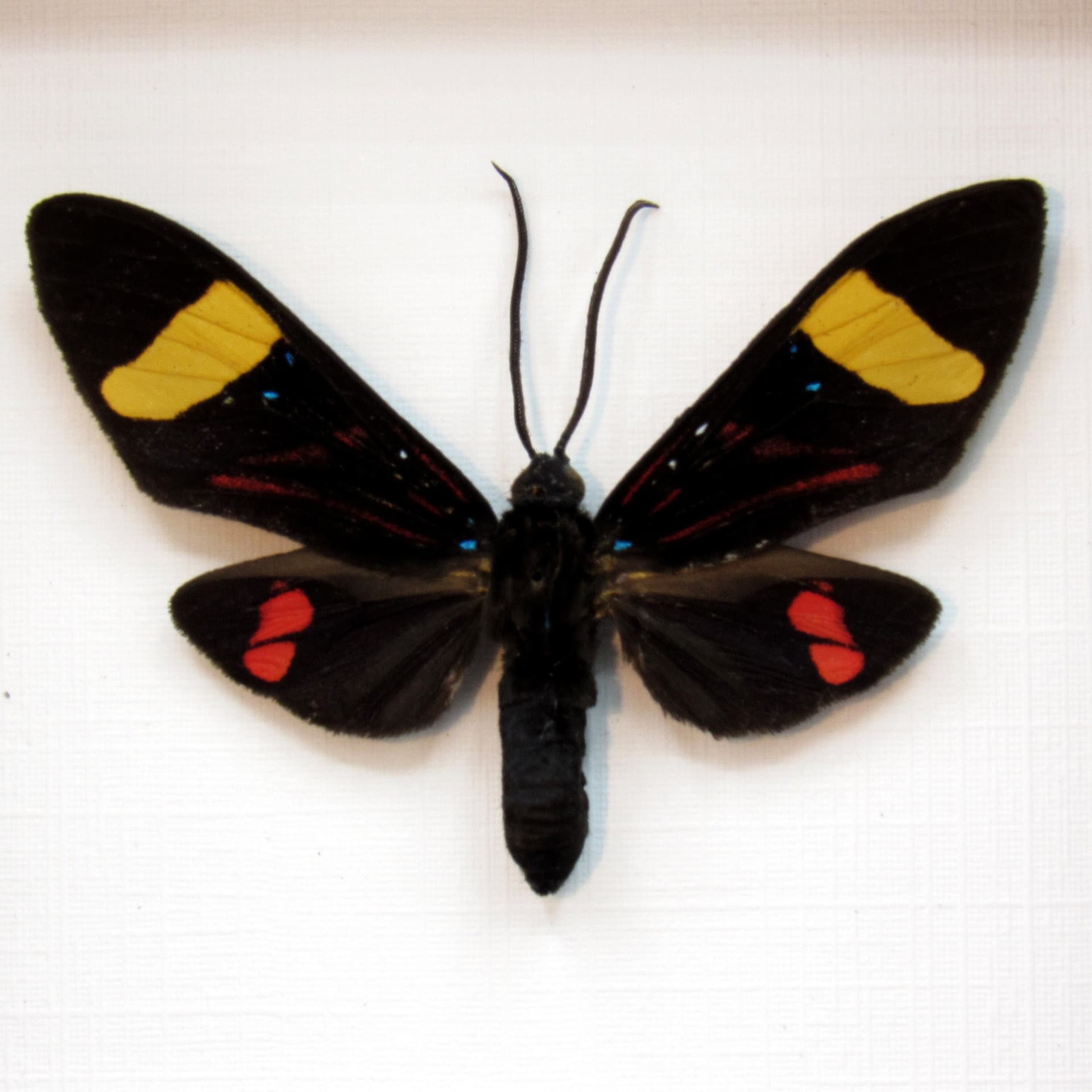 Real Arctiid moth framed taxidermy - Euchromia species