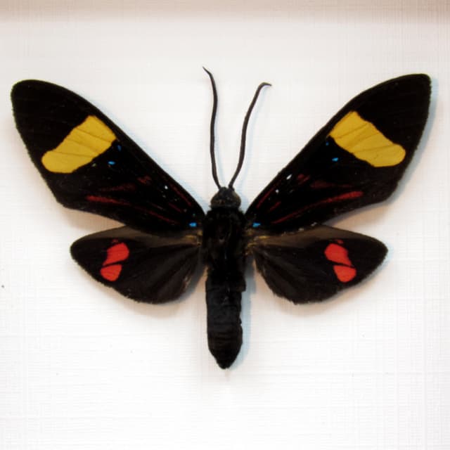 Real Arctiid moth framed taxidermy - Euchromia species