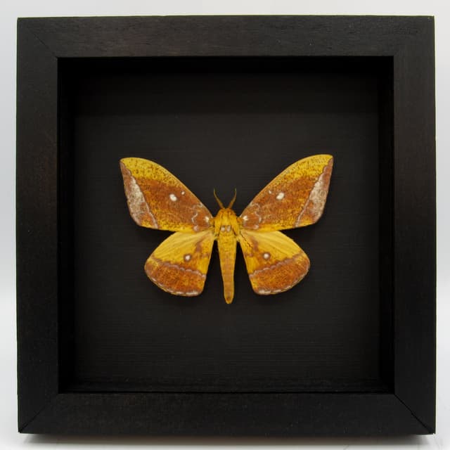 Rare Saturn moth framed taxidermy - Eacles ducalis
