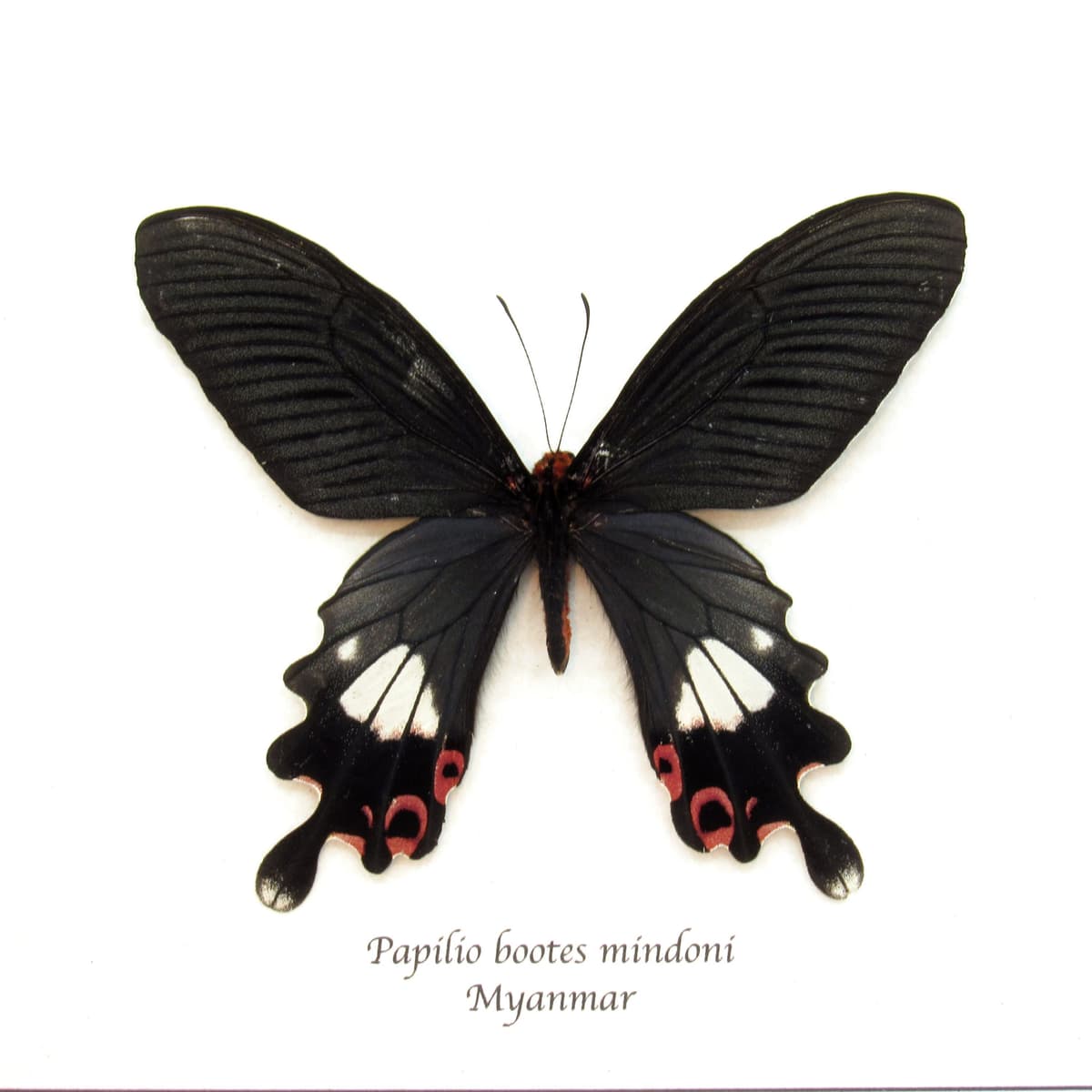 Rare Tailed Redbreast butterfly framed taxidermy - Papilio bootes mindoni