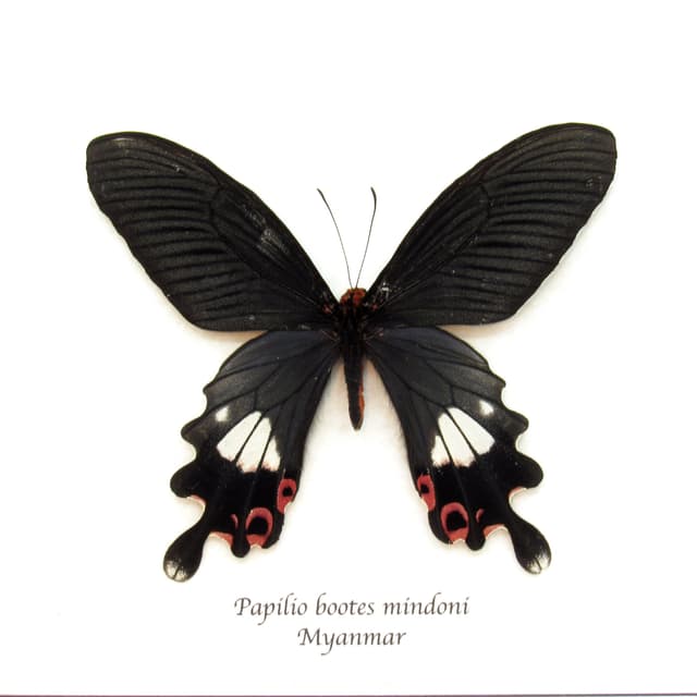 Rare Tailed Redbreast butterfly framed taxidermy - Papilio bootes mindoni